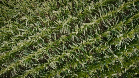 Static aerial top view of cornfield green plants crops growing in farmland Video stock 122461404