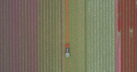Static aerial of tractor cutting red tulips in a line in colourful purple white Stock Footage 108047071