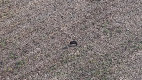 Static aerial view of cattle grazing fields in Yautepec during daytime Video stock 328263553