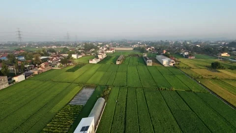 Static aerial view of lush green rice fields and rural village landscape. 스톡 동영상 342086586
