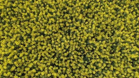 Static aerial view of yellow rapeseed field Stock Footage 133090588