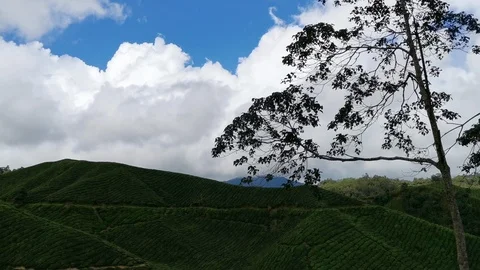 Static and pan to the left hilly tea plantations with blue skies. Stock Footage 122039865