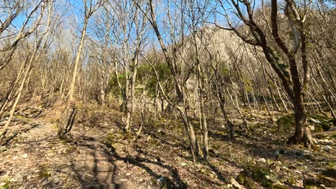 Static Autumn Forest With Bare Trees and Distant Rock Formation Video stock 330957969