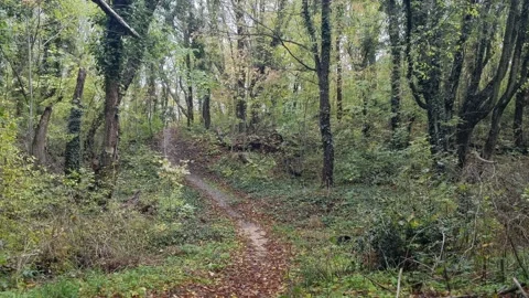Static autumn forest path with trees, foliage, and soft light Stock Footage 322055737