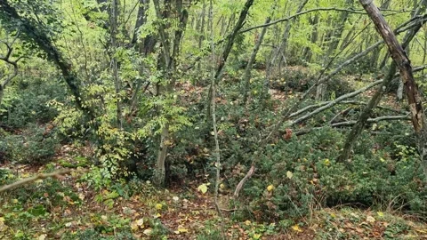 Static autumn forest scene with dense trees and natural foliage Stock Footage 321551712