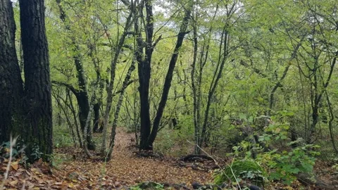 Static autumn forest scene with dense foliage and slender trees Stock Footage 322055672