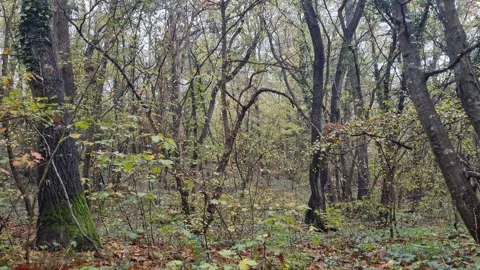 Static autumn forest scene with dense trees and soft seasonal colors Stock Footage 322055918