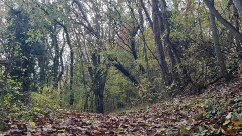 Static autumn forest scene with leaning trees and soft daylight Stock Footage 322055736
