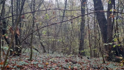 Static autumn forest view with branches, trees, and soft seasonal colors Stock Footage 322055931