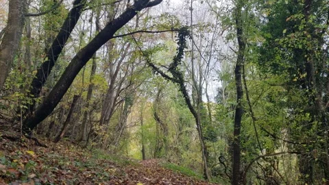 Static autumn forest view with curved trees and soft daylight Stock Footage 322055757