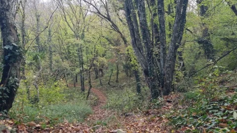 Static autumn forest view with tall trees and soft natural light Stock Footage 322055734