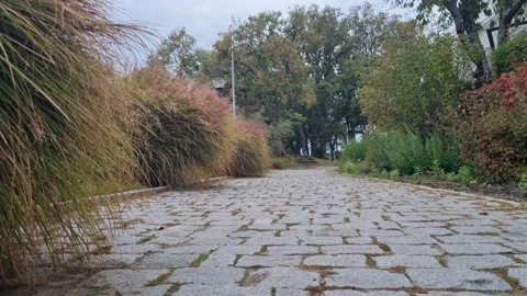 Static autumn park path with colorful trees and cobblestone road Stock Footage 320335437