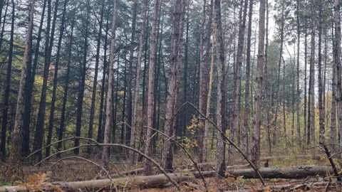 Static autumn pine forest view with tall trees and foliage Stock Footage 322055860