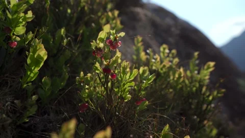 Static background of mountain heather with red berries 動画素材 221397690