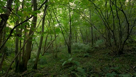 Static background shot of a lush green forest Stockbeeldmateriaal 290520492