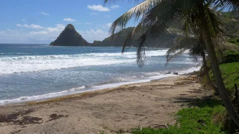 Static Beach Shot – Anse Charpentier, Palms and Sargassum – Martinique Stock Footage 317565814