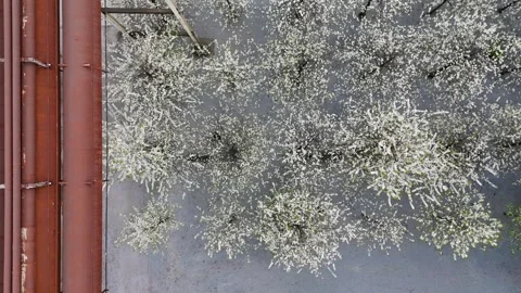 Static Blossom Canopy With Walking Figure Below Видео 335377859