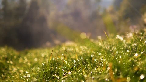 Static blurred grass with water drops in spring park. Fog motion 4k UHD footage Stock Footage 88530604