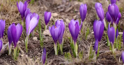Static bokeh macro shot of a group of purple crocuses Stock Footage 242325095