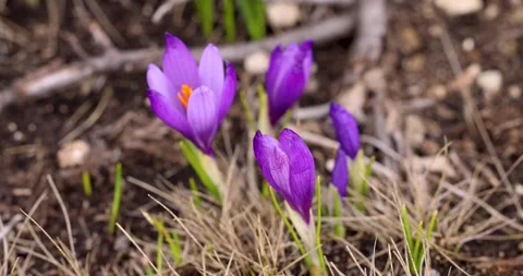 Static bokeh macro shot of a group of purple crocuses swaying in the wind Stock Footage 245891948