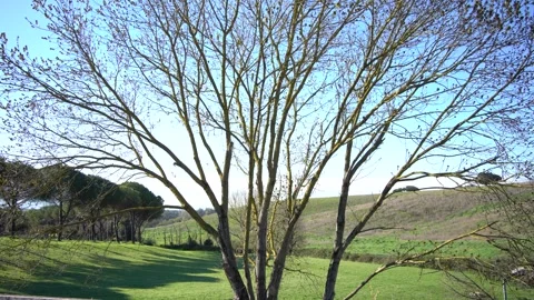 Static Camera Shot of Tree from Bottom to Top footage Stock Footage 304422368