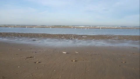 Static camera view of the sandy beach with bustle of a gull colony Stock Footage 135759624
