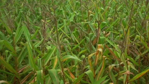Static Cinematic Shot of Vast Corn Fields near Mainit, Surigao Del Norte Stock Footage 252058740