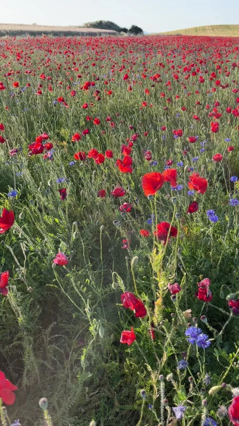 Static clip of a field full of red poppies and blue wildflowers, on a sunny Stock Footage 278549092
