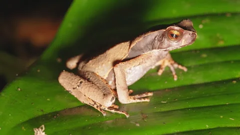 Static Close Up 4K Shot Of A Brown Forest Toad Sitting On A Large Green Leaf Stock Footage 285861841