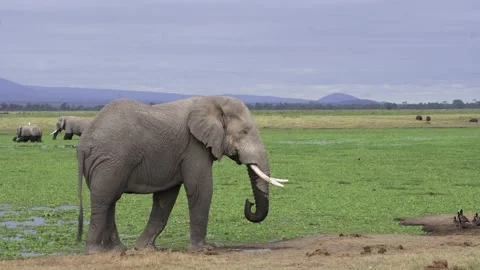 Static close up of African bush elephant at Amboseli national park Video stock 147979971