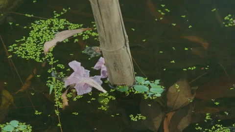 Static Close-up of Bamboo Pole in Pond with Pink Flower and Duckweed Stock Footage 329280814