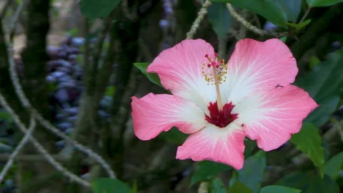 Static, close-up of a bright pink and white hibiscus flower with a red throat. Stock Footage 266620233