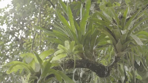 Static Close-up of Bromeliads and Epiphytes in Atlantic Rainforest Flora Stock Footage 320633710