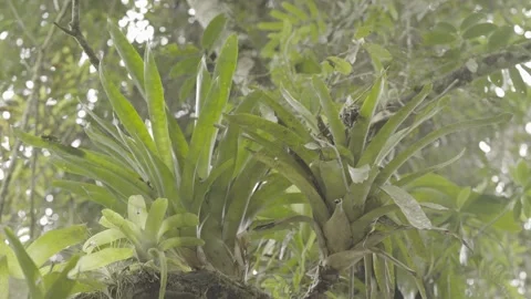 Static Close-up of Bromeliads and Epiphytes in Atlantic Rainforest Flora Stock Footage 320633728