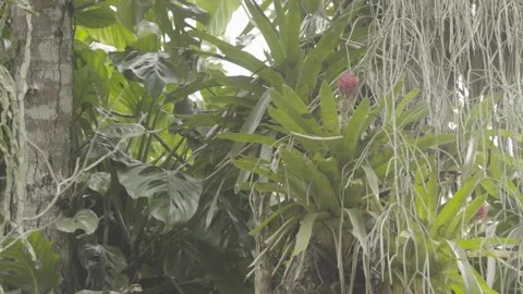 Static Close-up of Bromeliads and Epiphytes in Atlantic Rainforest Flora Stock Footage 320633734