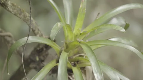 Static Close-up of Bromeliads and Epiphytes in Atlantic Rainforest Flora Stock Footage 320633808