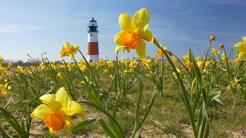 Static Close up of Daffodils at Sankaty Lighthouse during daffodil Festival Stock Footage 87884676