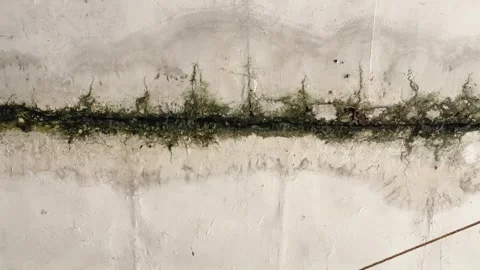 Static Close Up of Damp Roof Leak with Mold and Water Damage Stock Footage 344582543