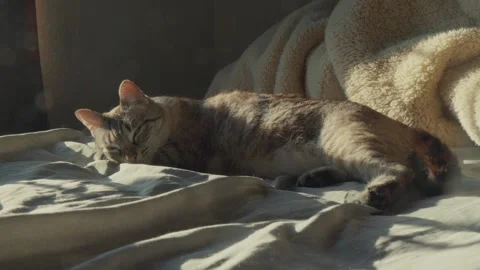 Static close up of domestic tabby cat sleeping on bed in warm morning sunlight Stock Footage 345814114