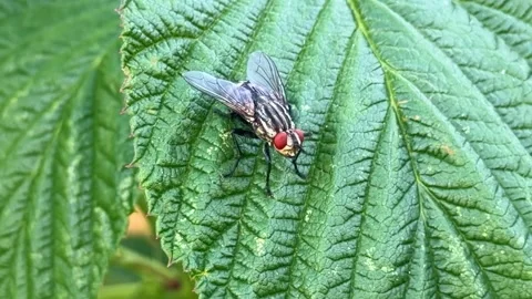 Static close up of flesh fly resting on green leaf in natural vegetation Stock Footage 340347488