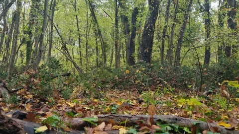 Static close-up forest mushroom surrounded by autumn leaves and nature Video stock 321551575