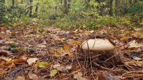 Static close-up forest mushroom surrounded by autumn leaves and nature Stock Footage 321551577