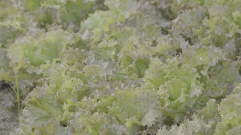 Static Close-up of Fresh Green Lettuce Leaves, Organic Farm, Paraty Stock Footage 320632508