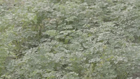 Static Close-up of Fresh Green Parsley (Salsinha) Herbs, Organic Farm Stock Footage 320632529