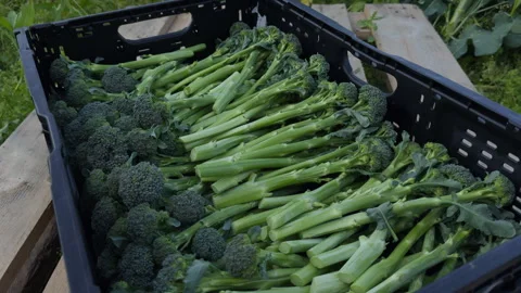 Static close-up of freshly harvested green broccolini in black IFCO crate, Lier Vídeo Stock 342490010