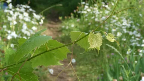 Static close up of green grape vine in summer countryside video Stock Footage 337122815