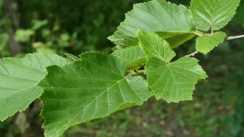 Static close up of green hazel tree leaves swaying in wind Stock-Footage 336802718