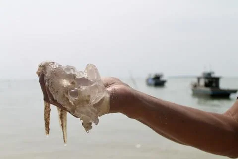 Static Close-Up of Hand Holding Clear Jellyfish with Dangling Tentacles Stock Photos