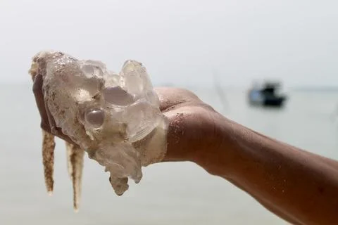 Static Close-Up of Hand Holding Clear Jellyfish with Dangling Tentacles Stock Photos