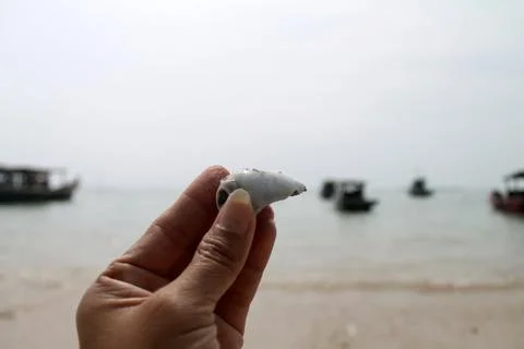 Static Close-Up of Hand Holding  Seashell on Coastal Beach Background Stock-Fotos